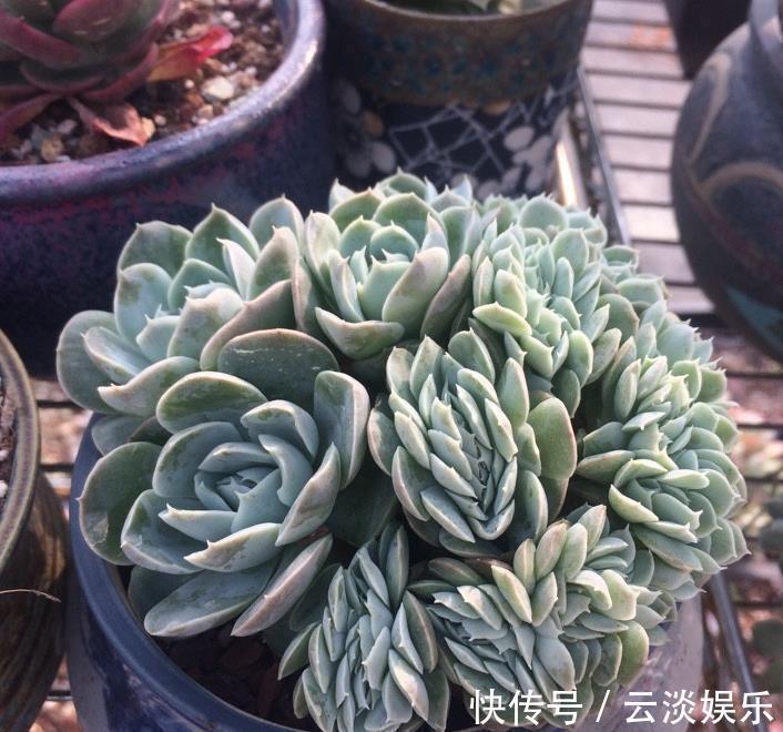 光照|多肉植物叶插发芽后该如何养护浇水要注意,让根系更强健