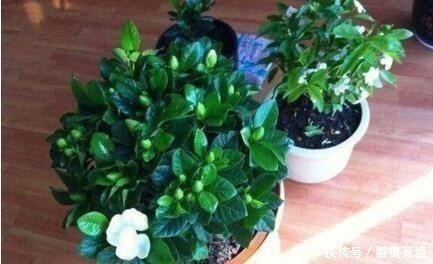 浇水|什么柳树皮,阿司匹林都不如“1勺它”,厨房取一勺,养啥旺啥!