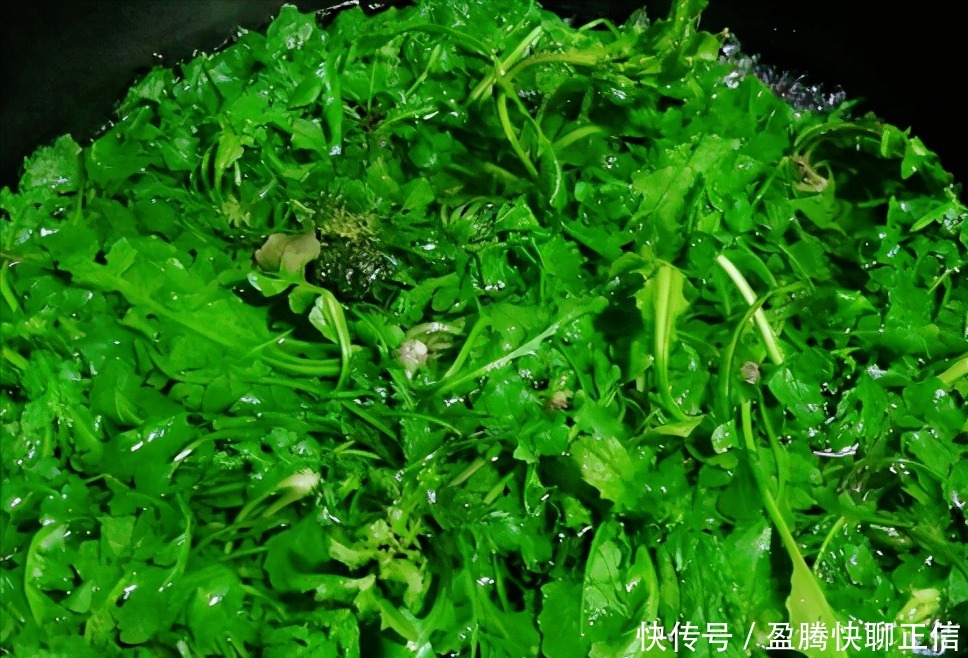 以前用来填饱肚子，现代人抢着挖的春季野菜