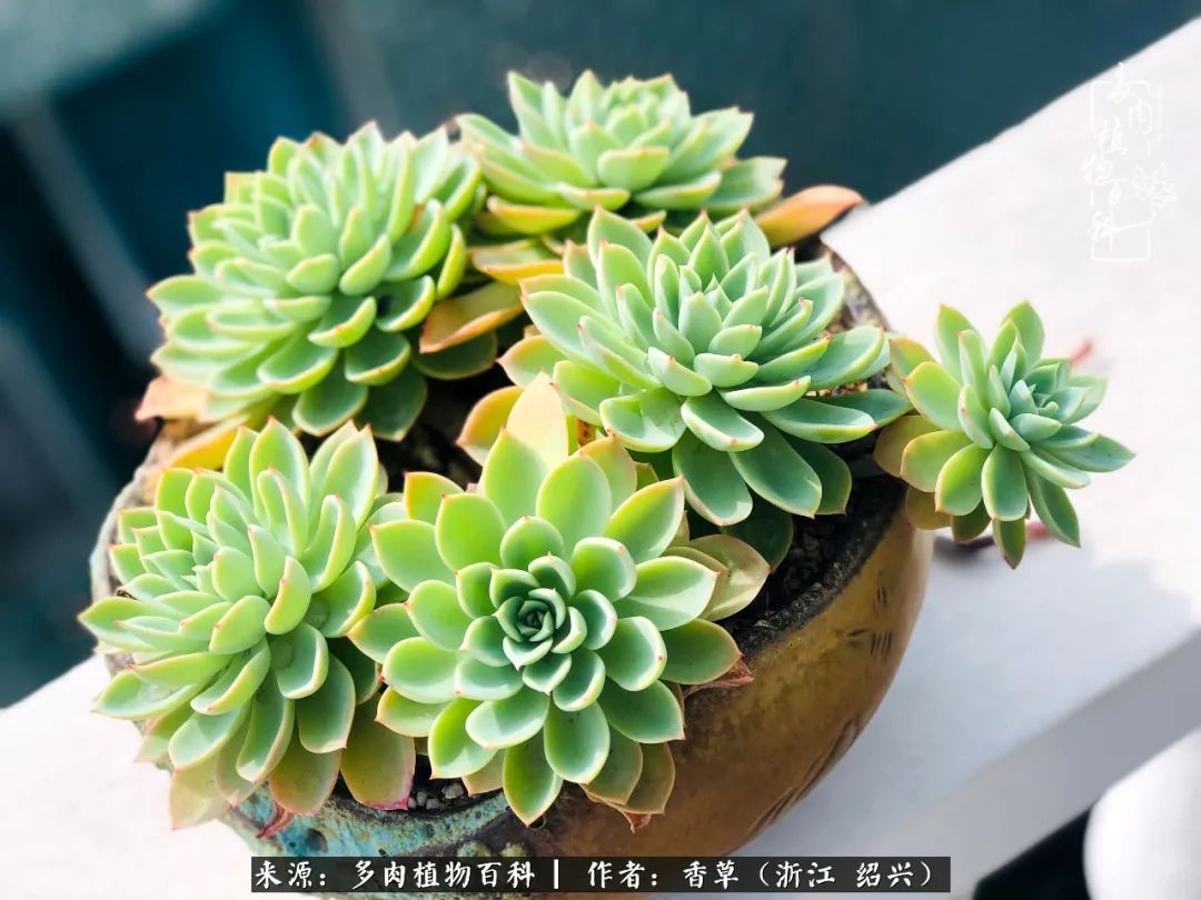 阳台上的一亩三分地,我愿与你一起,与时光媲美!