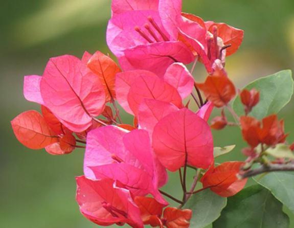 养盆“叶子花”，用点“它”别小气，花苞上百，花开成瀑布