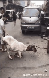 母親|趙菁被老虎拖走后，母親奮不顧身丈夫猶豫，并不是丈夫窩囊