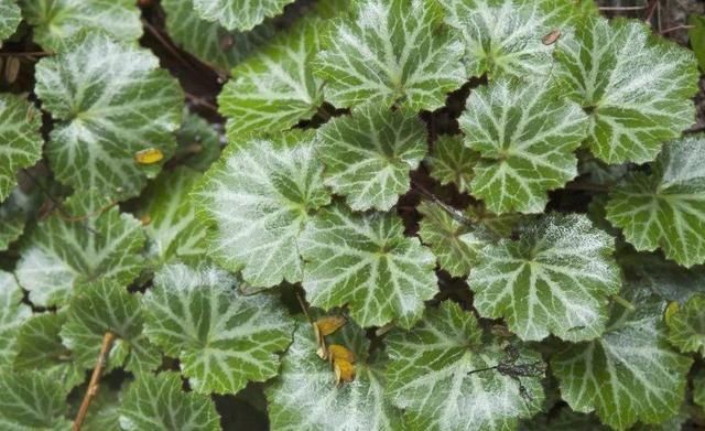 霸气|有种小野草能开花,盆植无光也能活,可爱却很霸气