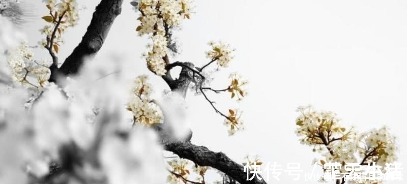 唯美&杜甫的这首《江梅》,也是不应该被忽略,写出了最深情的梅花!