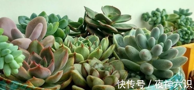 合适的时机,正确的施肥,助力多肉美翻天