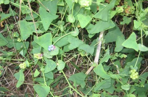 農村這野草很普通，但名字很霸氣，用途很大，是農民救命藥？