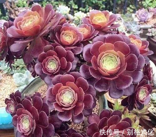 羊绒|黑法师和紫羊绒都是法师类多肉,为什么老花农更喜欢紫羊绒