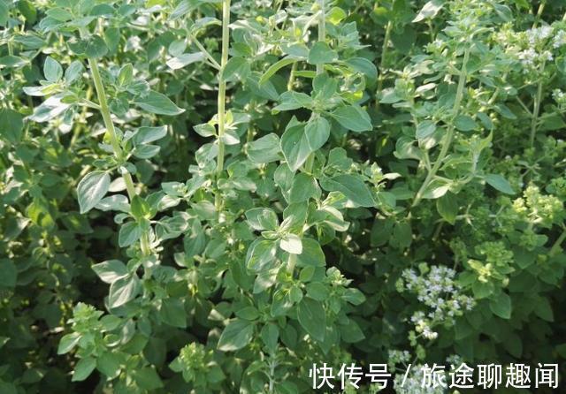 营养成分|人到中年想长寿,可以多吃三种食物,美容养颜,有益健康!