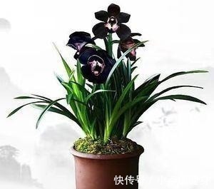 光照|最不像兰花的兰花,被誉为是兰花界的“黑魔法”,值得居家养护!