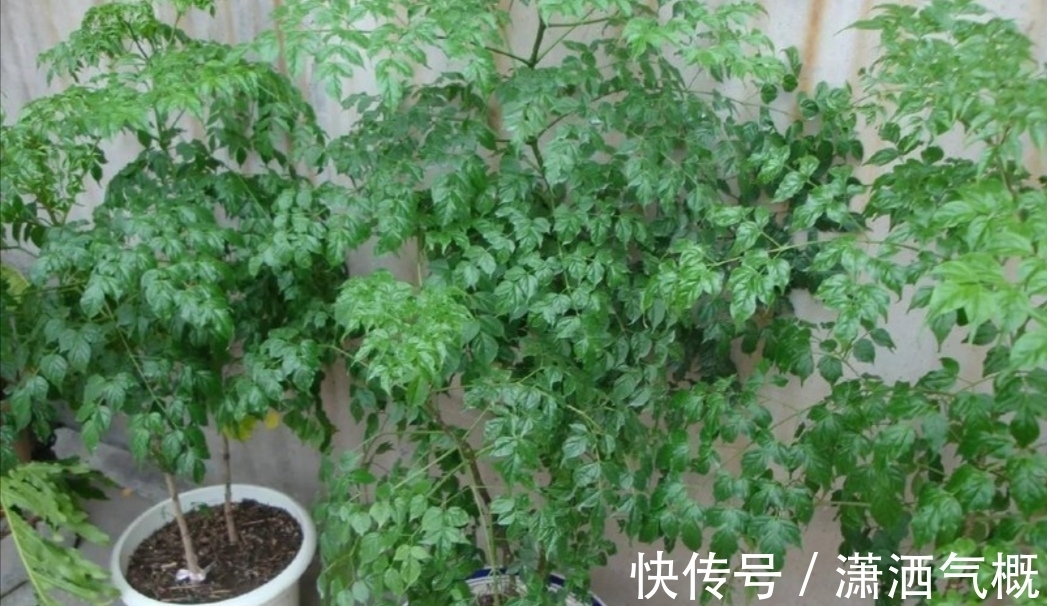 养幸福，树叶子发黄干枯，该如何解决？