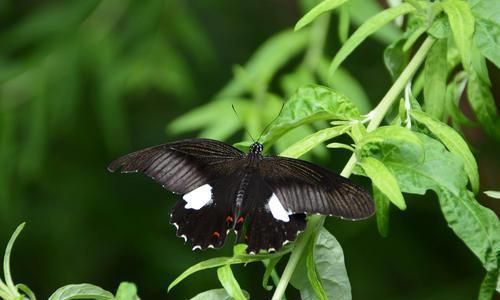 同为大才子,唐伯虎解缙纪晓岚的对联各有千秋,令人赞叹