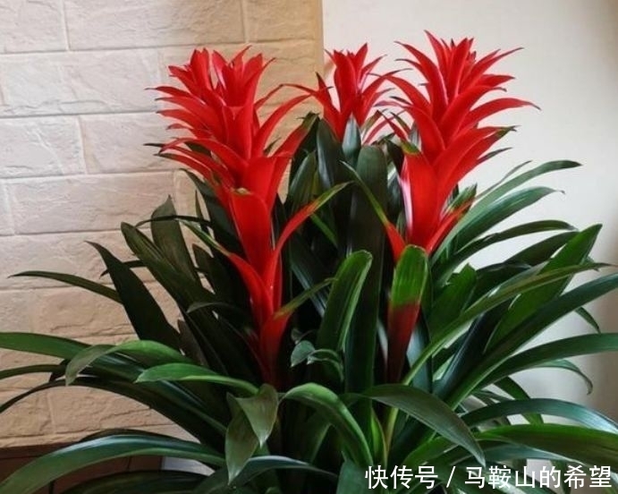 几种植物，开花特漂亮，随便养都能活，阳台开出花海