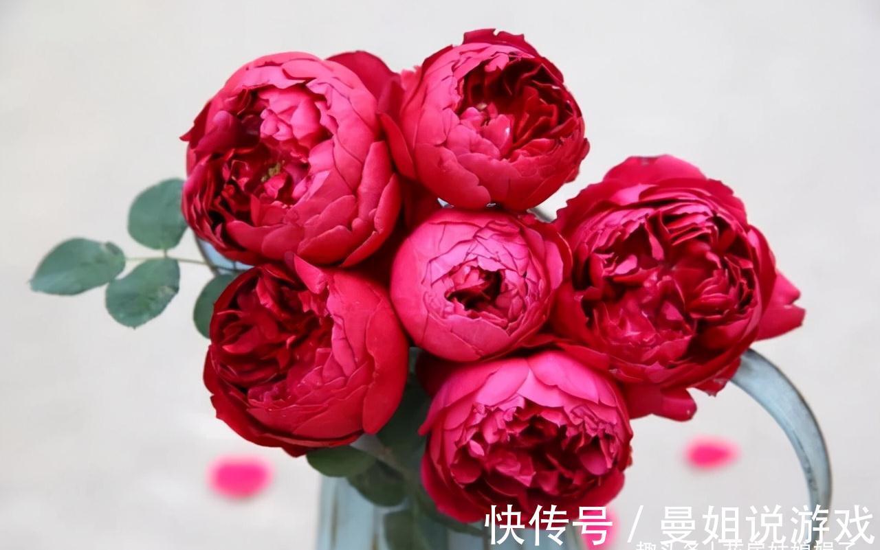 值得入手的11种月季，漂亮又好养，四季开花不断，阳台秒变花园