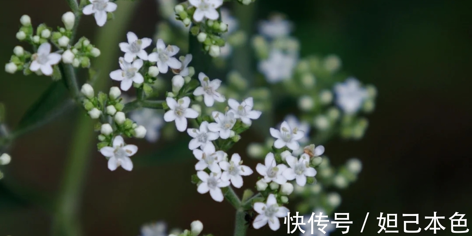 满庭芳&秦观一首兼具音韵美、诗意佳、画境幽的压卷小令,读之如飞花入梦