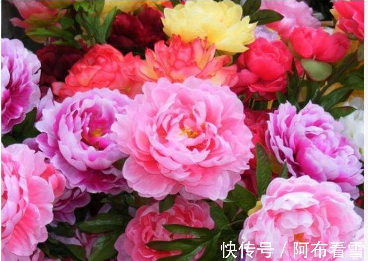 牡丹花|4种花好养易活,旺财又养人,开花喜庆又好养,满屋飘香!