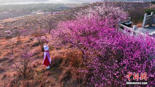 航拍江西峡江寒梅岭梅花傲立枝头