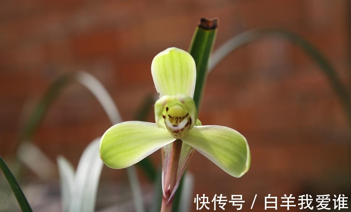 兰界“四大天王”,兰花中的佼佼者,曾价值几十万,你想拥有吗?
