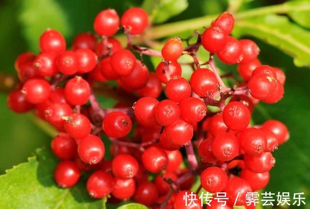 6种漂亮多肉植物，长相蠢萌还容易爆盆，新手懒人必备