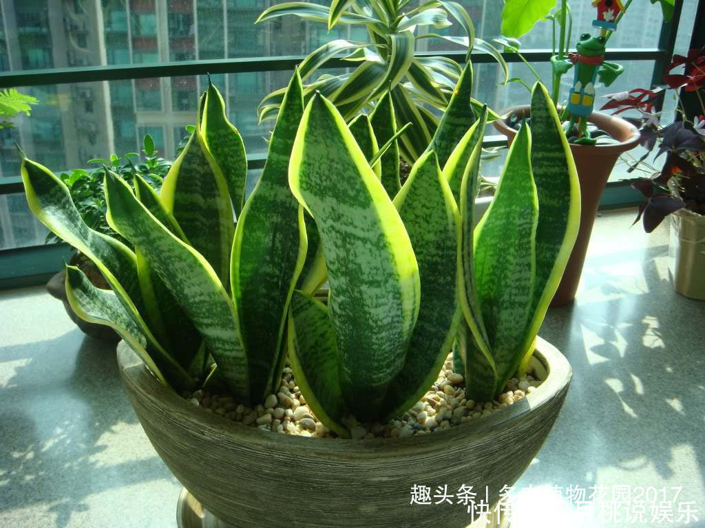 营养均衡|花土底部加上两样东西,虎皮兰长得欢