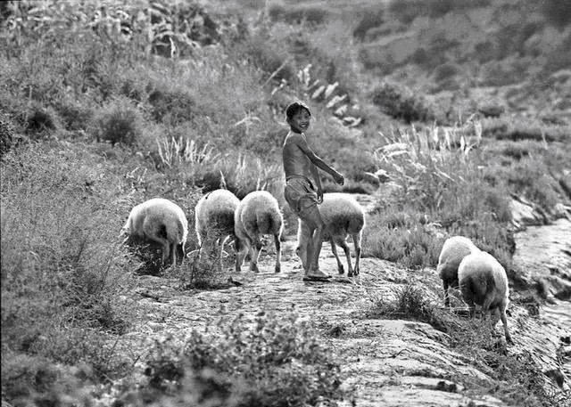 雷焕&放羊娃发现关东军宝藏,足足拉了13辆卡车,政府奖励锦旗加100元