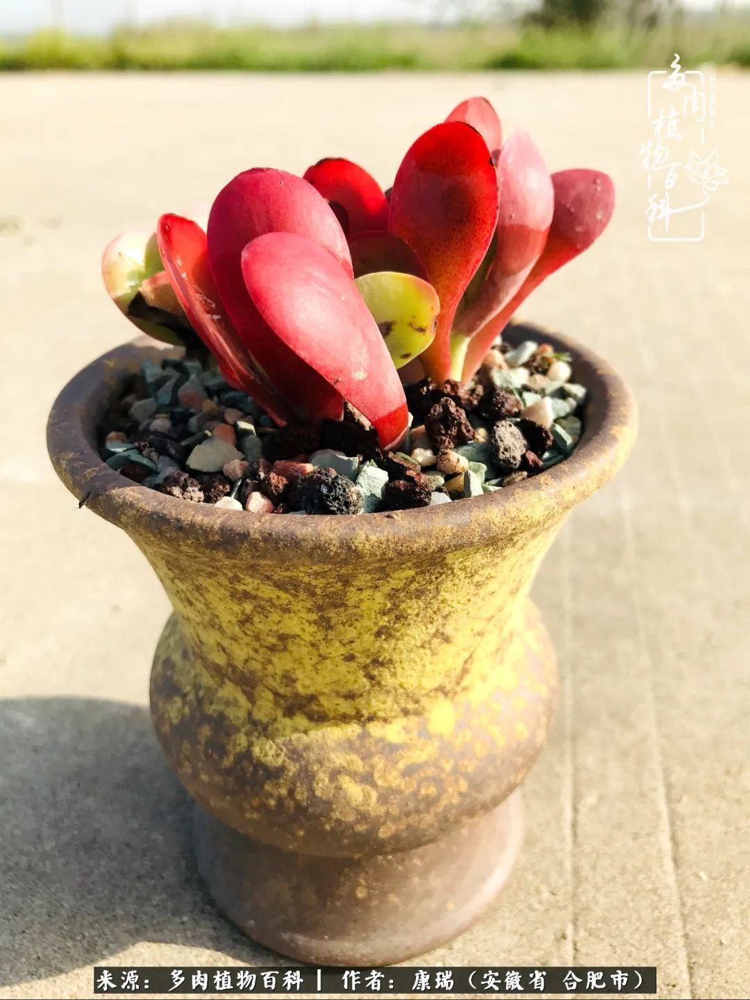 养肉之路，道阻且长，累的是身体，净的是心灵！