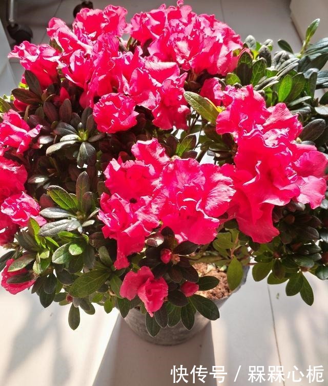 杜鹃花难养年年枯成“柴”,今春改变养殖方法,花繁叶茂根系壮!