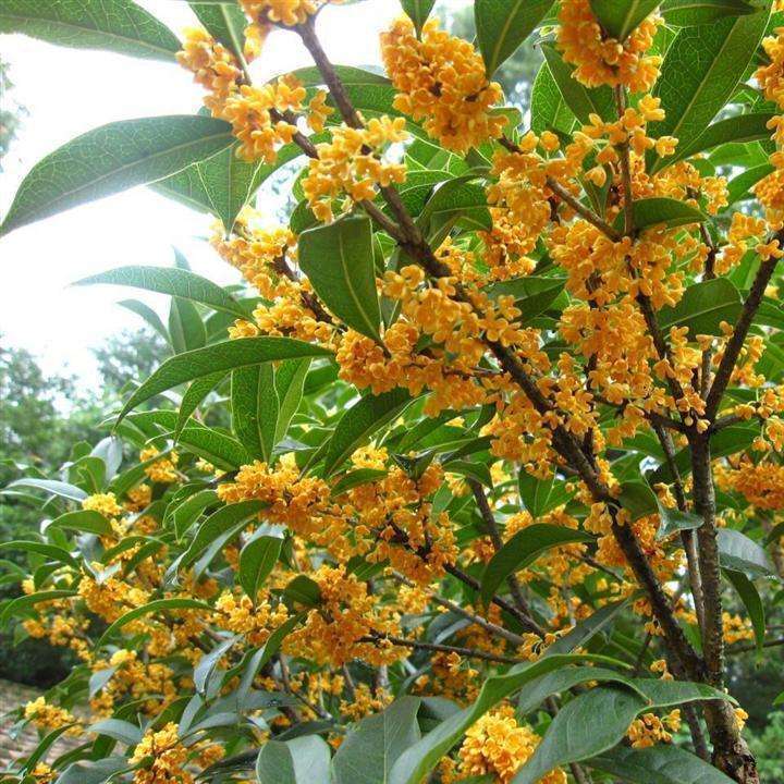 妇科炎症|女人常用此花泡水喝,皮肤好了,子宫干净了,远离妇科炎症