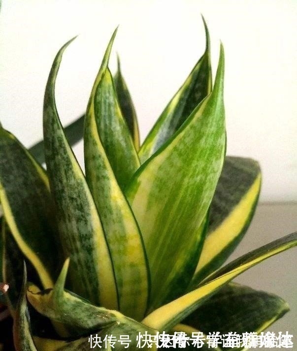 12种耐阴花,适合养在卫生间里,光不好也能呼呼长!