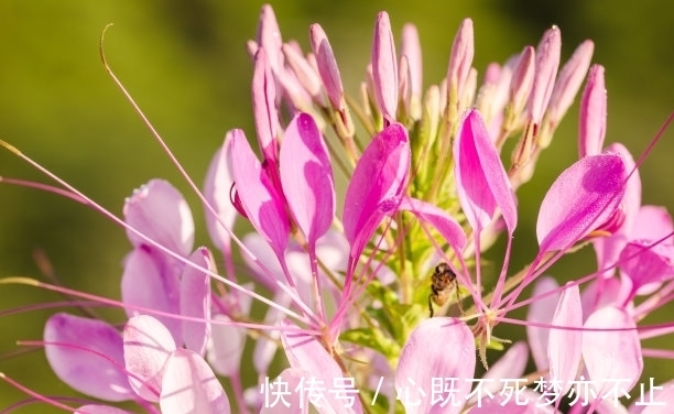 美丽的心|此花似蝴蝶飞舞，常常迷倒飞舞的蝴蝶，被誉为“神秘之花”