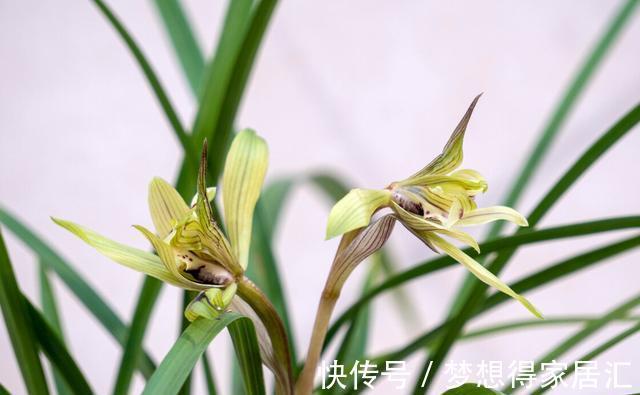 花盆|病弱兰花如何复壮?分成6个方面来进行,让兰花恢复健康