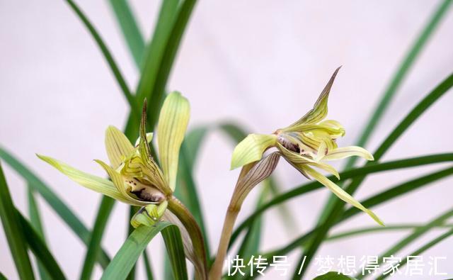 花盆|病弱兰花如何复壮？分成6个方面来进行，让兰花恢复健康