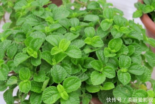 阳台上|最适合新手养的4种花,镇宅又旺财,家里更清新,养在客厅上档次