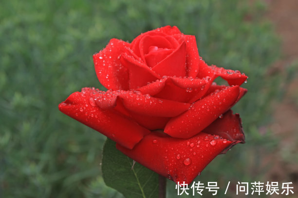 形似玫瑰,外表绚丽,养殖有技巧,掌握好技巧,月季轻松爆盆