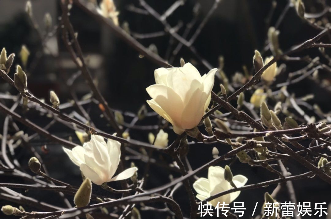 玉兰|家门口种棵“吉祥花”,满树都开花,还有“镇宅”好兆头