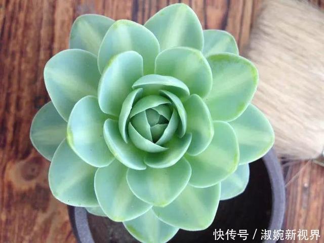 光照|多肉叶片“发软”怎么办浸盆晒太阳,轻松就解决!