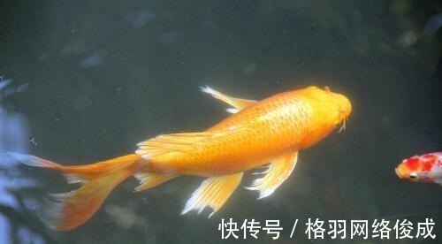 孕妇|听说做这种胎梦的女人,能生贵子、大富大贵?