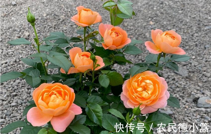 浇花|几种水别随便用来浇花,不但长不好,还会变得越来越差