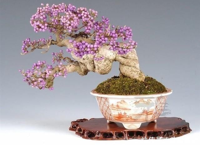 极品水果盆景,这辈子能有一盆,就值了