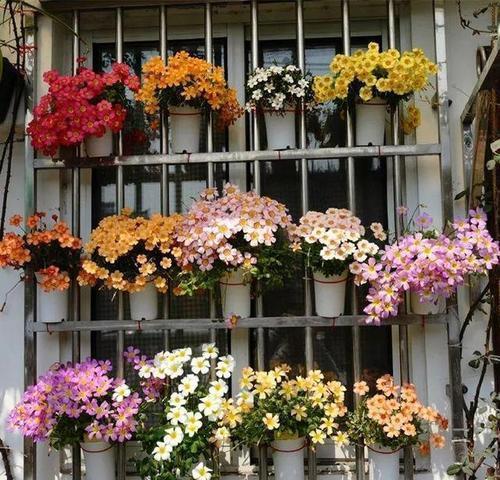 盆花|一米宽的防盗窗,摆满几十盆花,盆盆开爆花,开出小花园