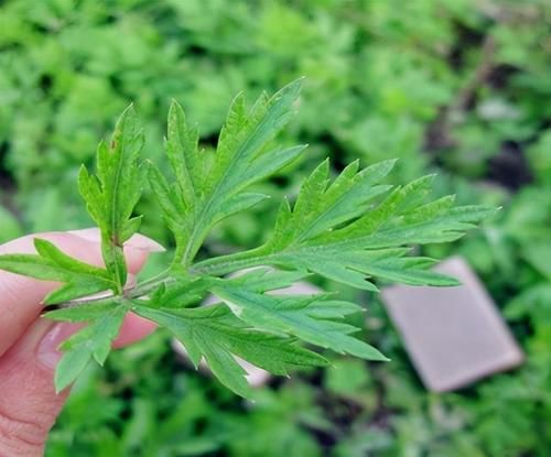 中藥|4種中藥別亂吃！已被醫生列入傷肝“黑名單”，傷肝又傷腎