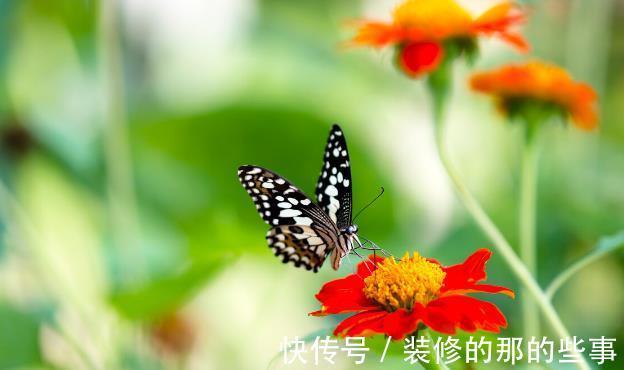 良心好花|5种被世俗耽误的良心好花,完美诠释了“我很普通,但很美”