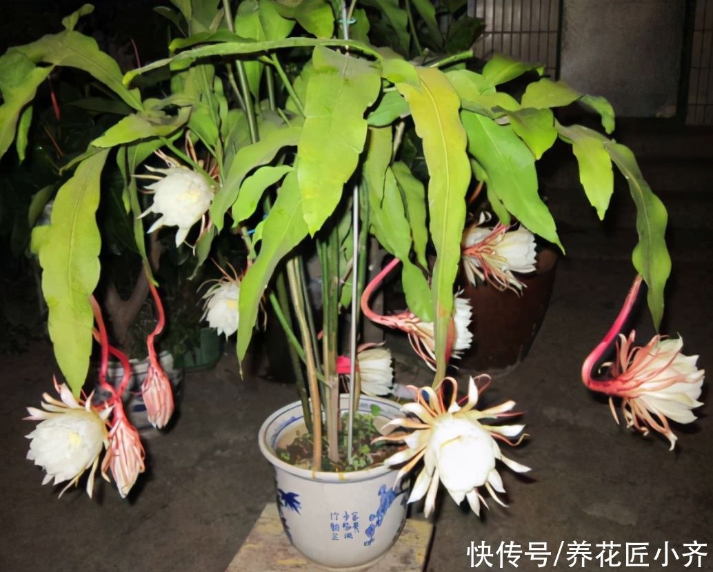 为了“昙花一现”，养它好几年，现在做好“4点”，昙花长满花苞