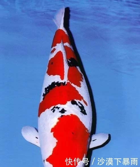 人生没见过几尾超1米的巨鲤 那怎么能行 快资讯 人生没见过几尾超1米的巨鲤 那怎么能行 快资讯