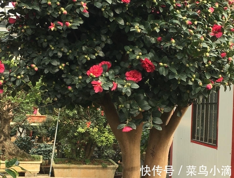 11月养茶花,坚持“2多1少”,外面飘雪,室内赏花,真香!