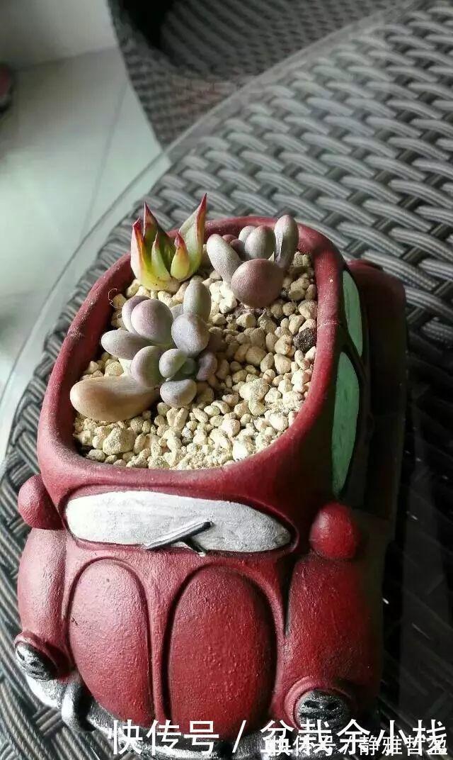 买的花盆又贵又难看？花花教你自制花盆，省钱又漂亮！