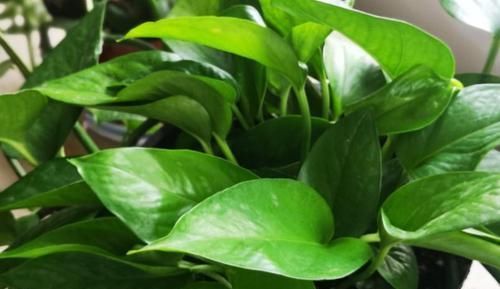  养鱼的水|养鱼水里面有它，就赶紧停止浇花，不然就亏了