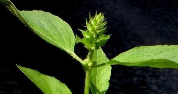 心肌缺血|农地里一种野菜,养心平肝降三高,被称为餐桌上的“胰岛素”