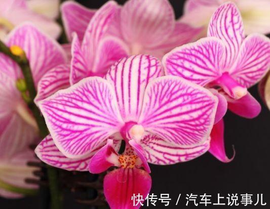 农历十月初三立冬后，养什么花？家里养3种花，合家幸福吉庆安康