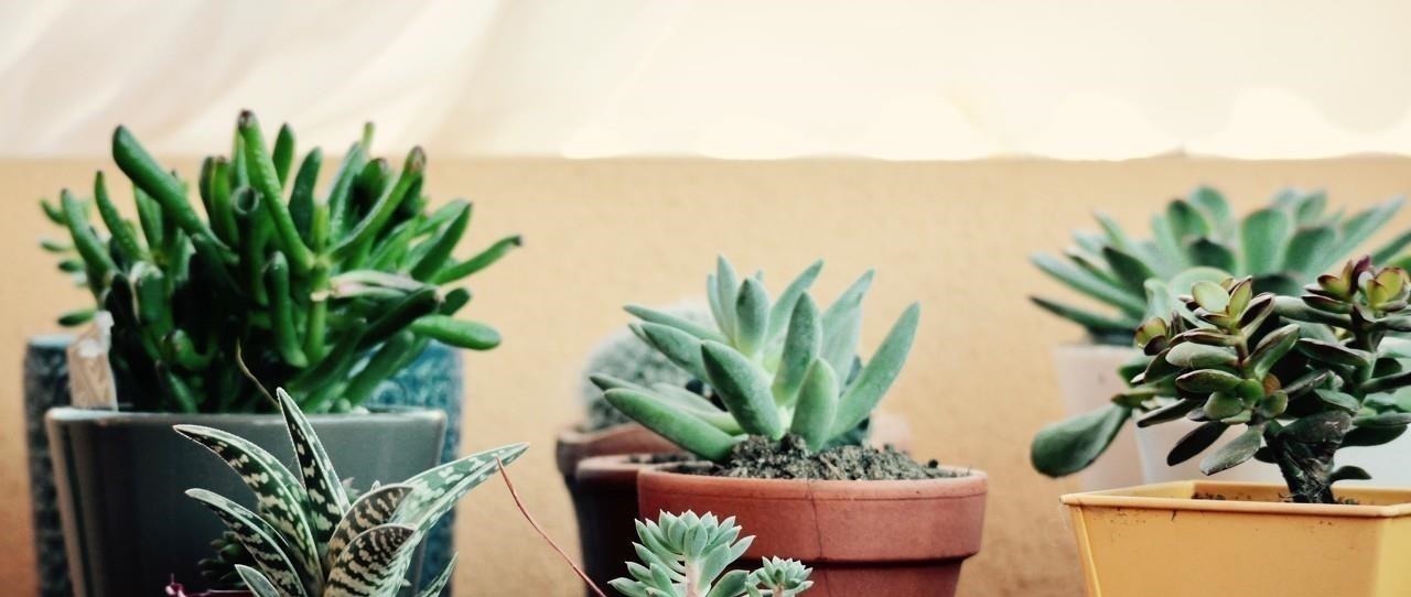 在多肉花盆上放一层石头，竟有这么大用处，涨知识了！