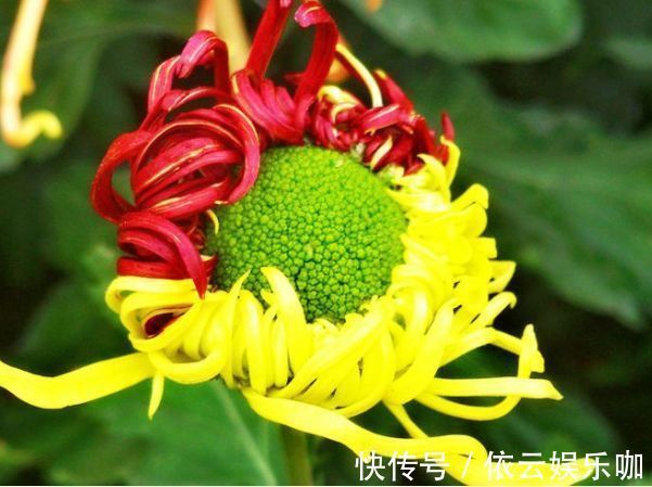 深玫红|喜欢养菊花，就养盆“名贵菊花”，花开“火炼真金”，美丽卓越！